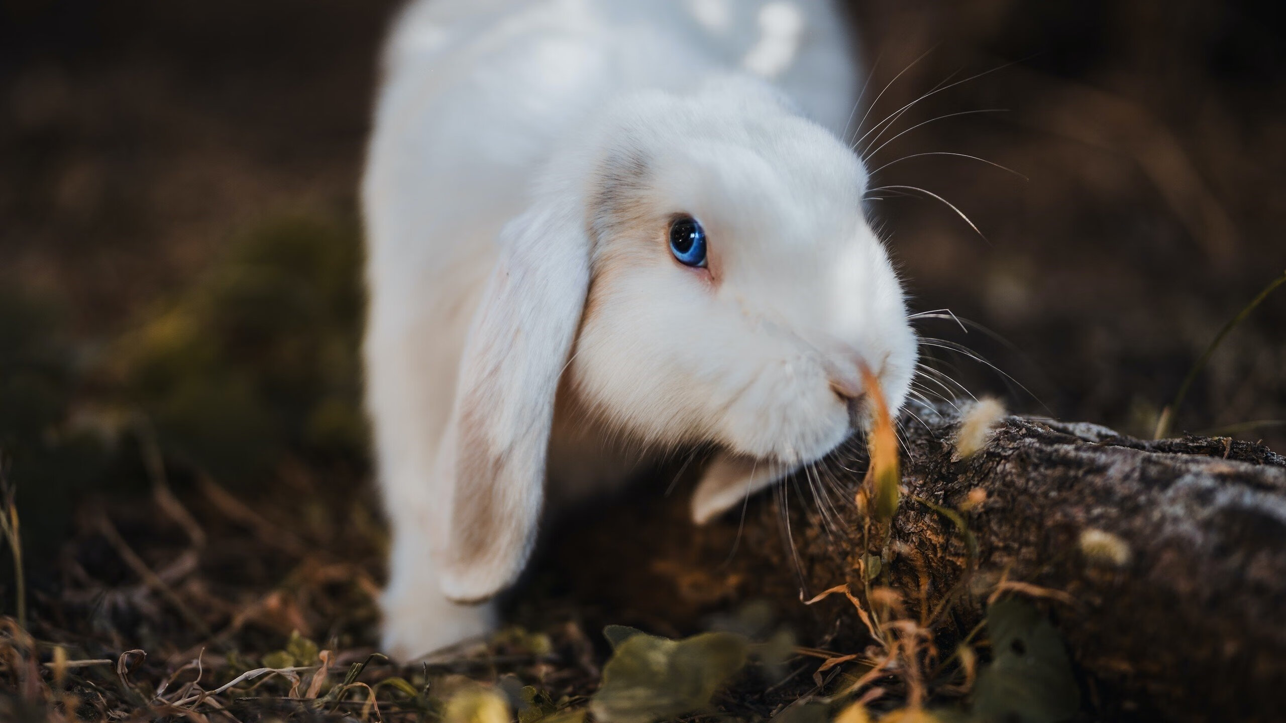 1970年世界杯经典瞬间回顾：那些永恒的记忆，1970年世界杯冠军