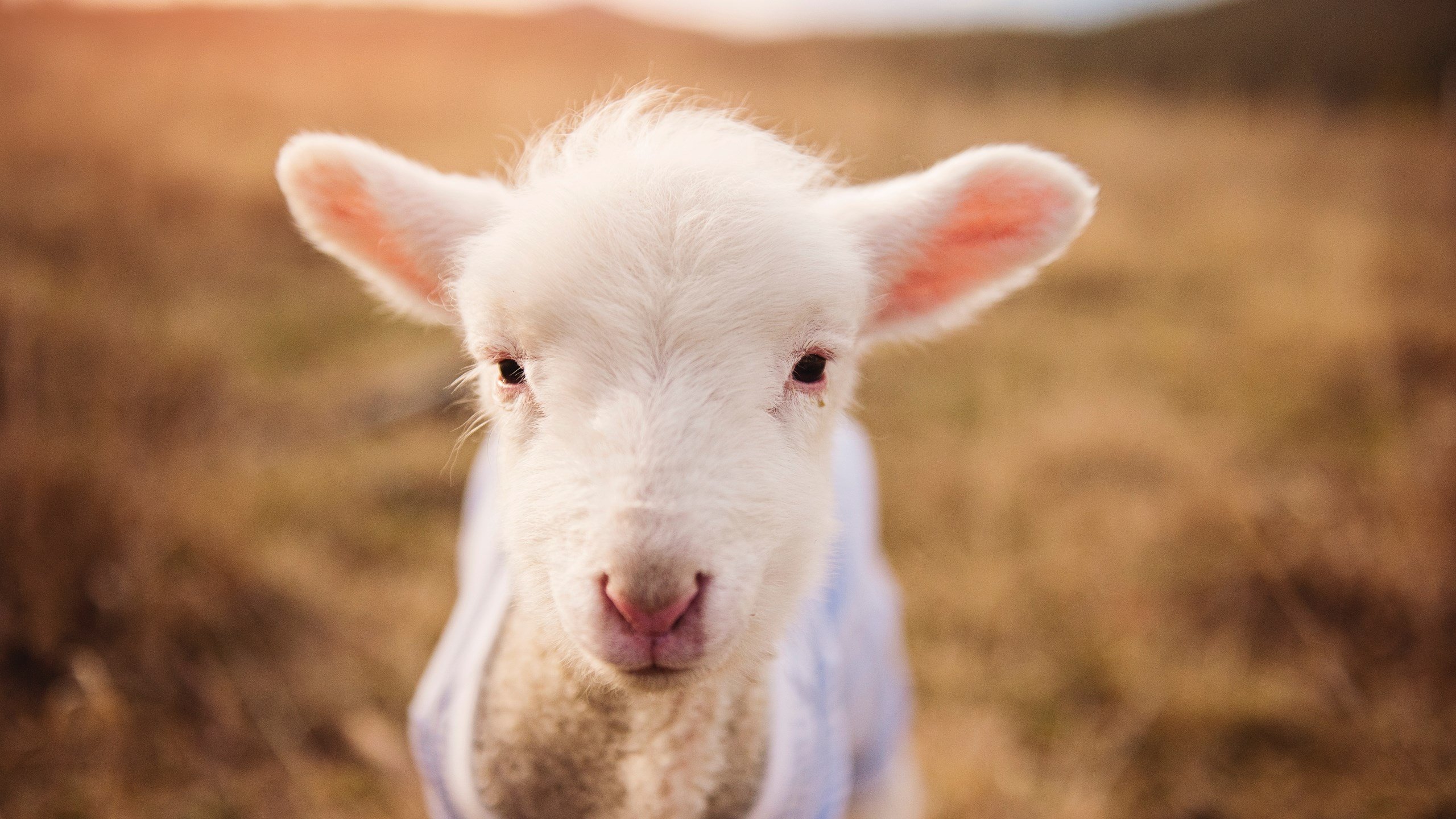 九游体育官方网站-NBA全明星名单出炉，库里无缘引发热议，nba全明星成员介绍