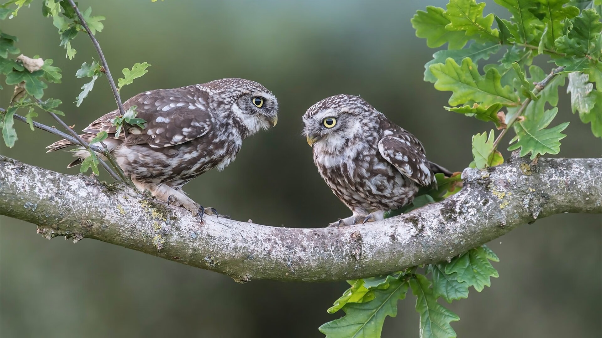 NBA全明星名单出炉，库里无缘引发热议，nba全明星成员介绍