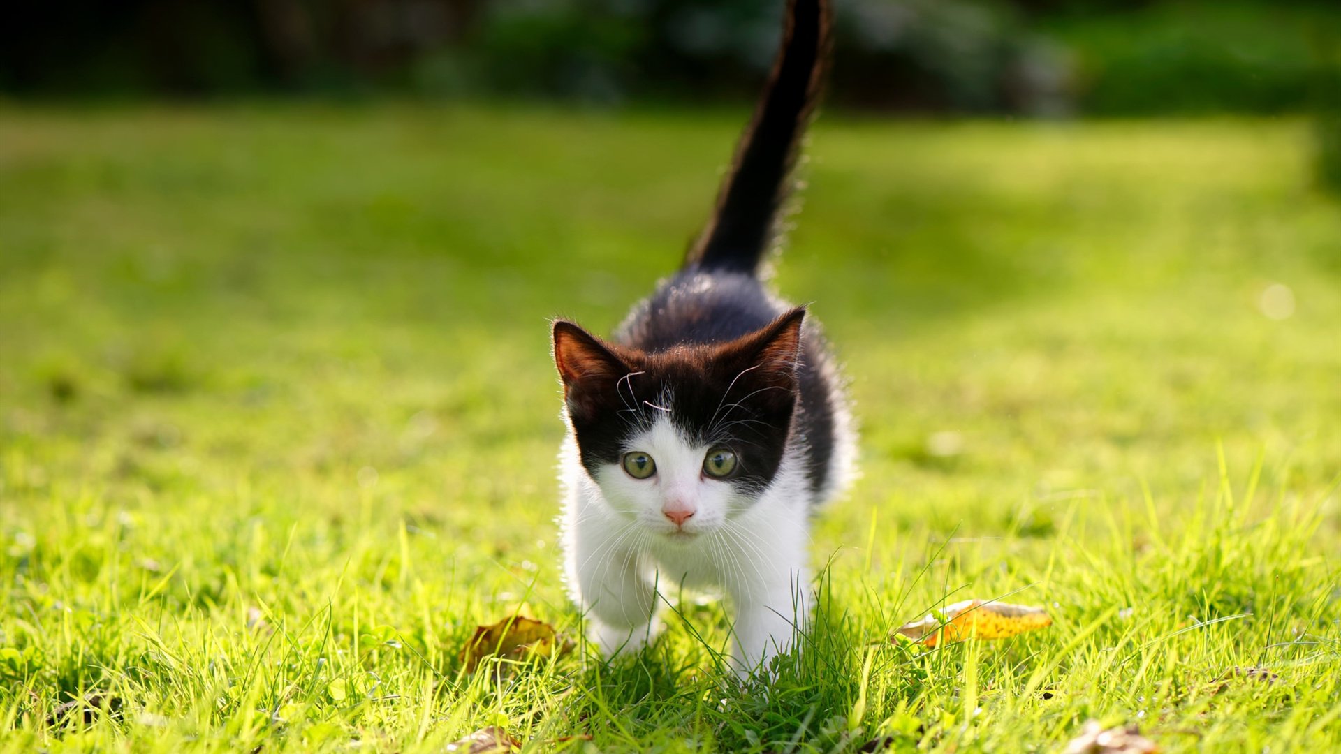 _大满贯巡回：精彩连连，期待下一场激战_，大满贯行动