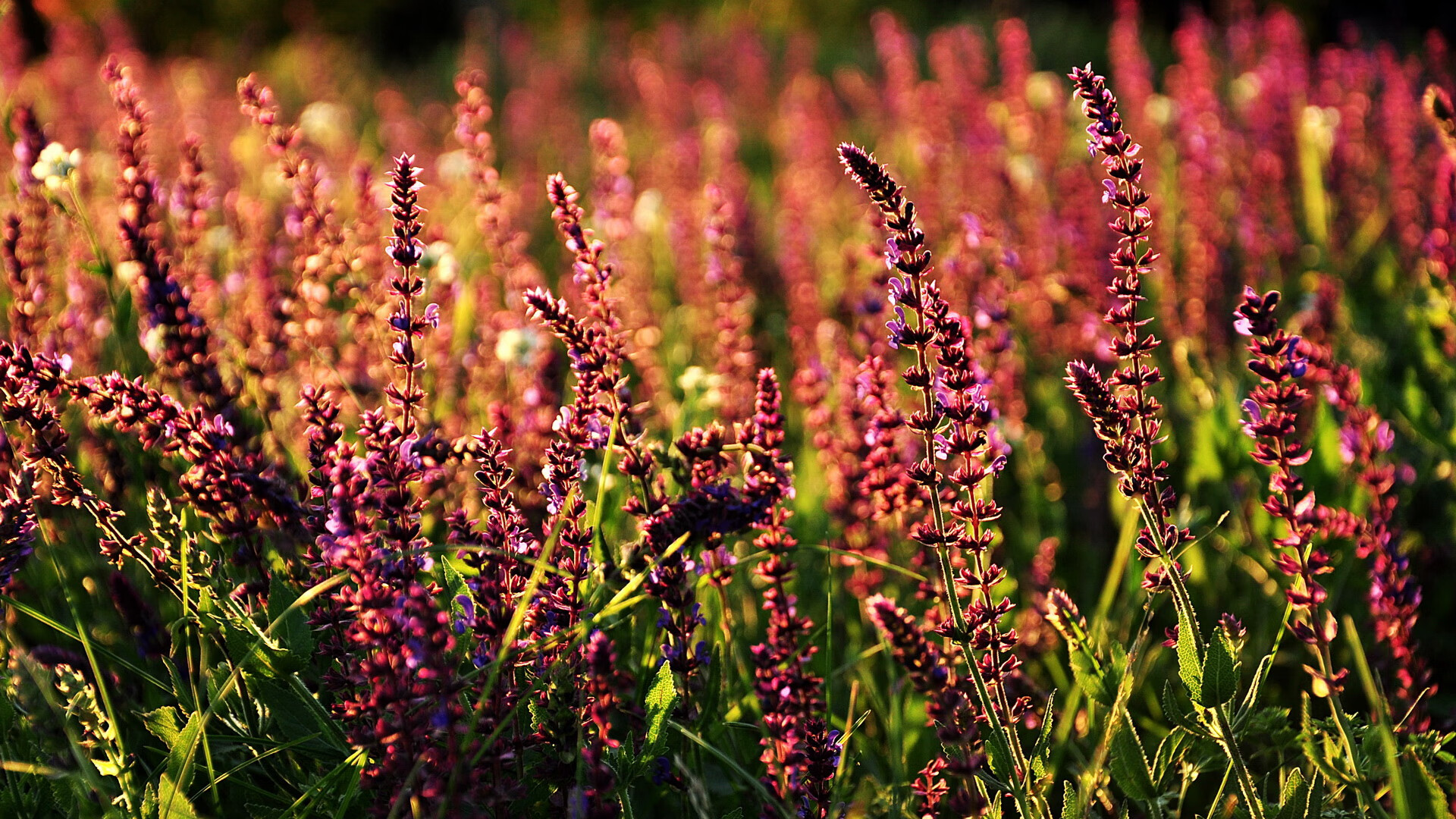 “赛场最强音乐秀和啦啦队表演，点燃全场气氛”，适合啦啦队跳舞的音乐