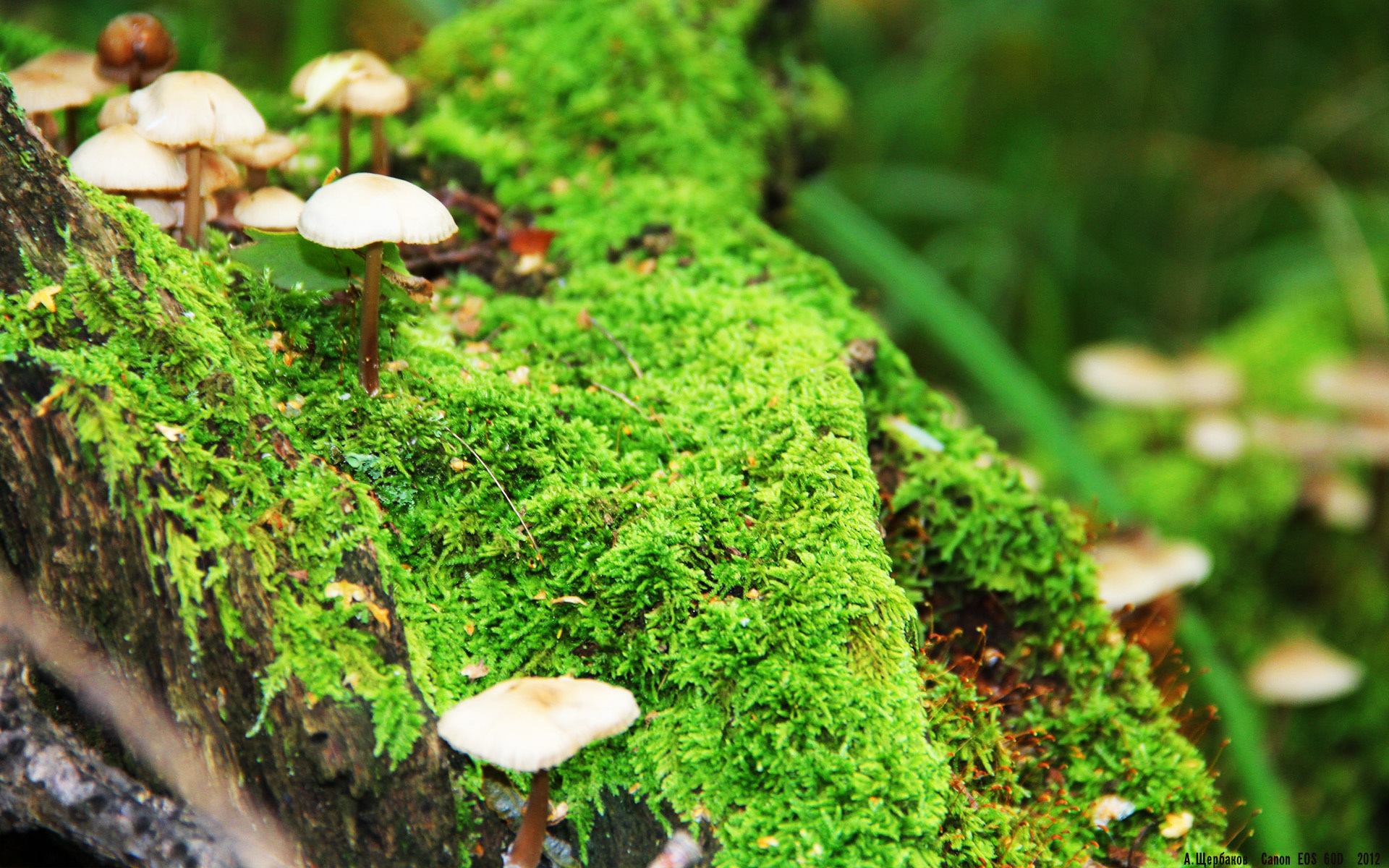 《电竞新势力：各大战队的崛起之路》，电竞圈最强战队